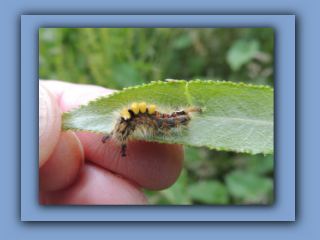 Caterpillar of Vapourer moth Hetton Park. 4th July 2024_Prv.jpg